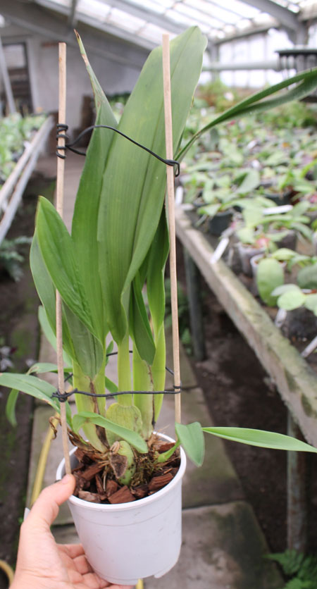 Maxillaria grandiflora.jpg