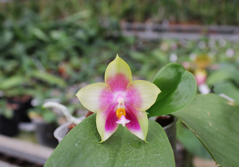 Phalaenopsis Ld's Bear Queen x Chang Mow Evergreen.jpg