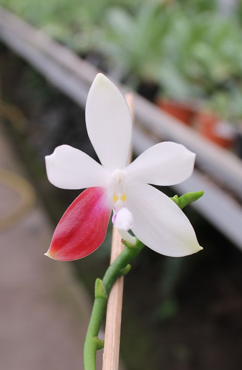 Phalaenopsis tetraspis 'C#1'.jpg