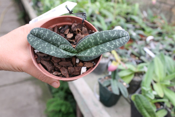 Paphiopedilum niveum (1508).jpg