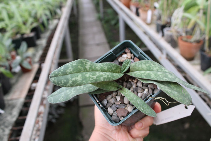 Paphiopedilum bellatulum.jpg