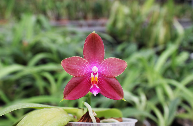 Phalaenopsis Ld's Bear King x violacea indigo.jpg