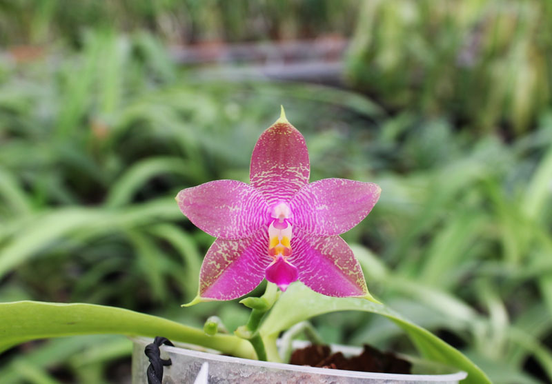 Phalaenopsis Ld's Bear King x violacea indigo.jpg