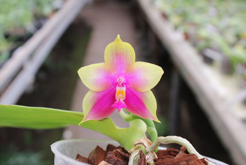 Phalaenopsis KS Happy Eagle x Ld's Bear Queen.jpg