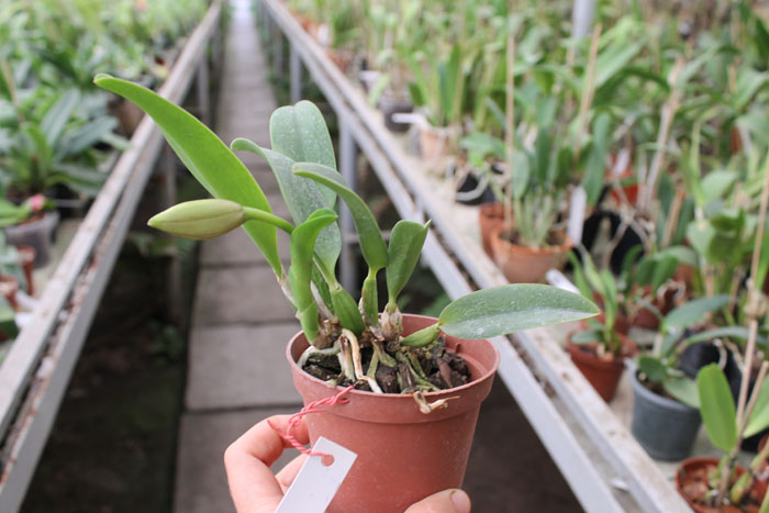 Laelia alaori x praestans.jpg