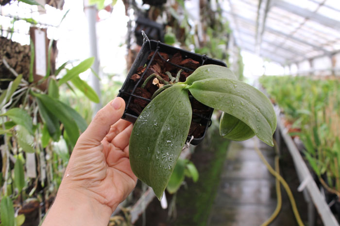 Phalaenopsis Mok Choi Yew (gigantea x violacea).jpg