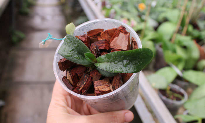 Asconopsis Irene Dobkin 'Elmhurst'.jpg