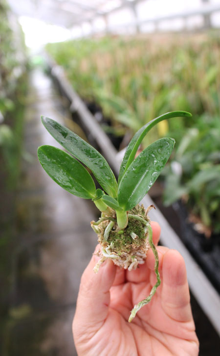 Laelia alaori x sincorana.jpg