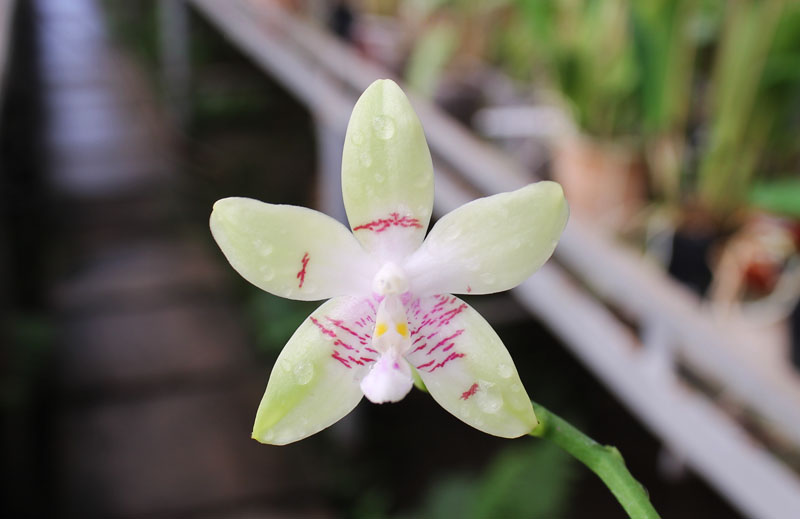 Phalaenopsis Jennifer Palermo (C1 type) x Phalaenopsis LD's Bear Queen.jpg
