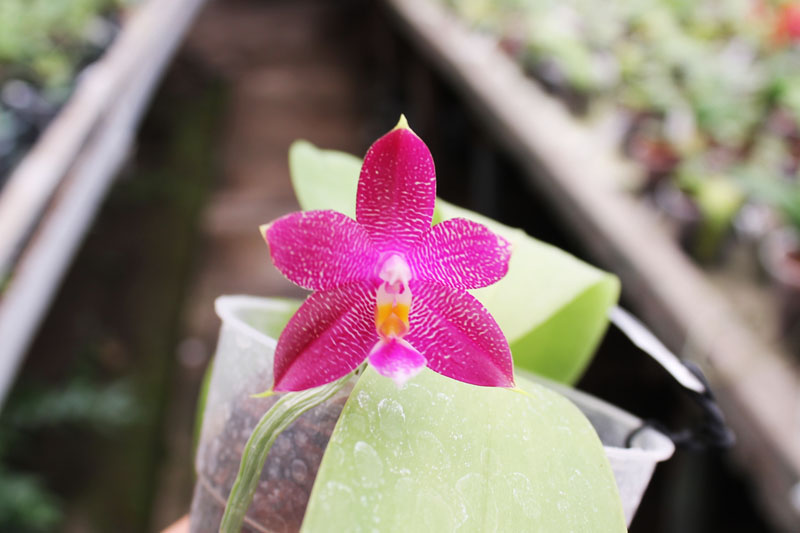 Phalaenopsis Ld's Bear King x violacea indigo.jpg