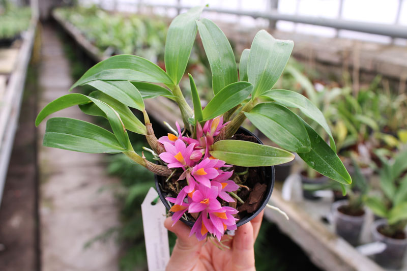 Dendrobium Hibiki (laevifolium x bracteosum).jpg