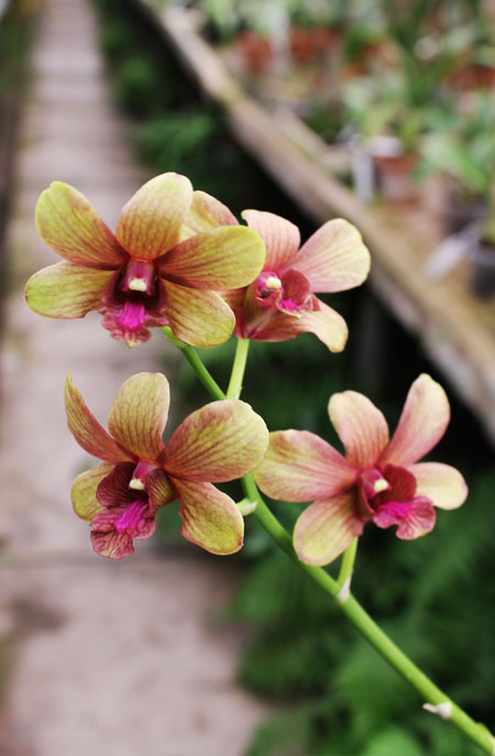 Dendrobium Jairak Splash.jpg