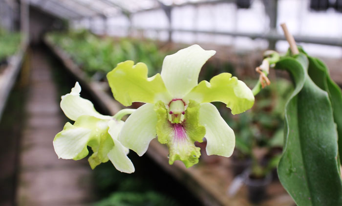 Dendrobium Nopporn Starbright.jpg