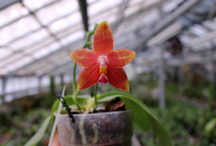 Phalaenopsis amboinensis yellow x violacea indigo.JPG