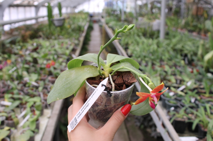 Phalaenopsis amboinensis yellow x violacea indigo .JPG