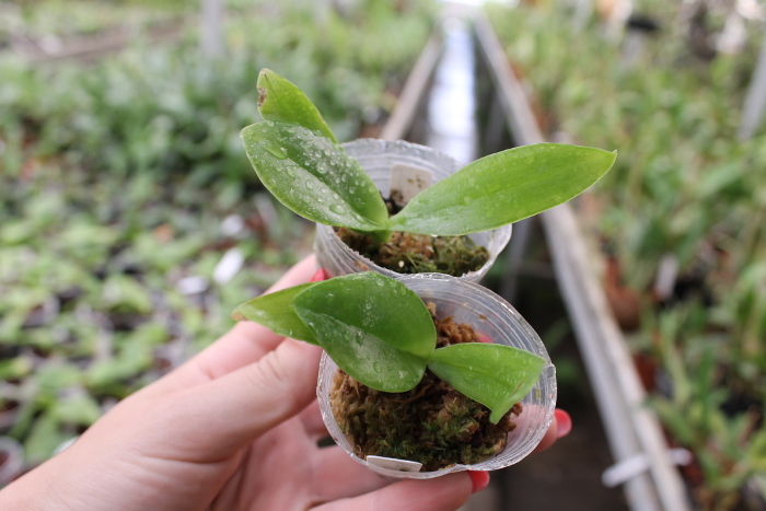 Phalaenopsis Red Jaguar (Phalaenopsis Hsu Li-Shian x Phalaenopsis gigantea).JPG