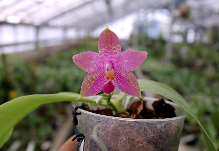 Phalaenopsis Ld's Bear King x violacea indigo.JPG