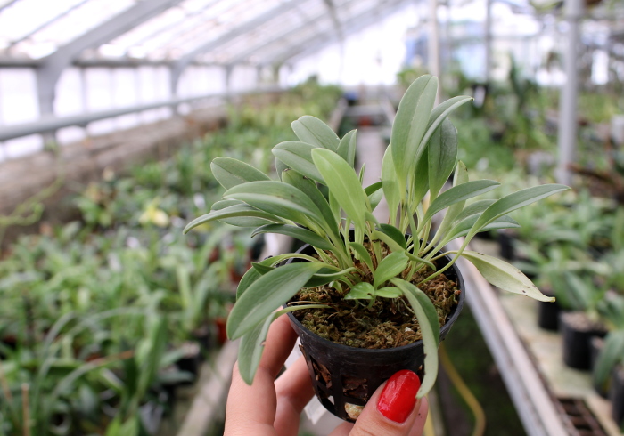 Masdevallia brachyura.JPG