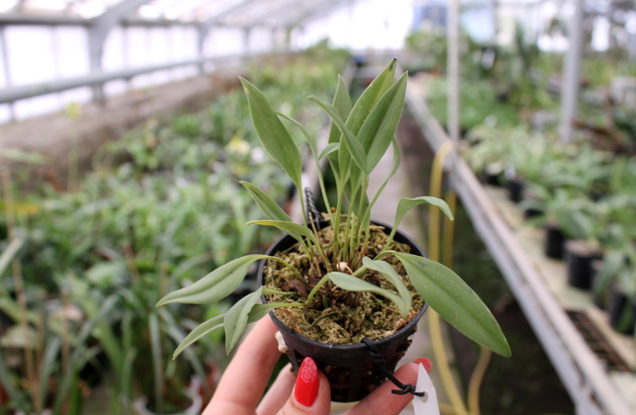 Masdevallia carmenensis.JPG