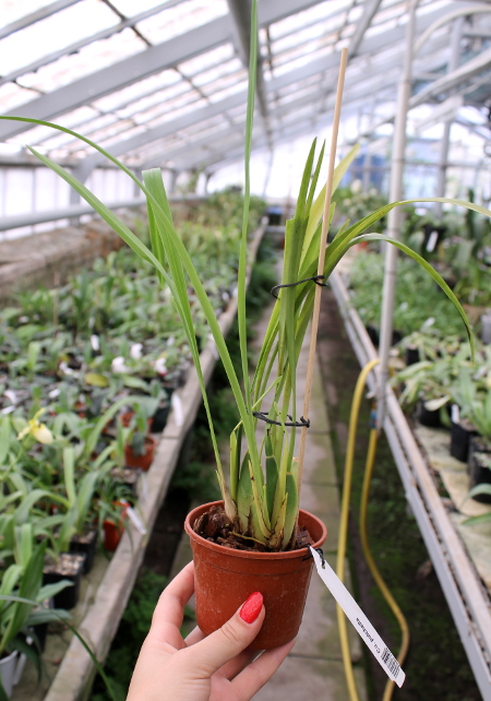 Cuitlauzina pulchella.JPG