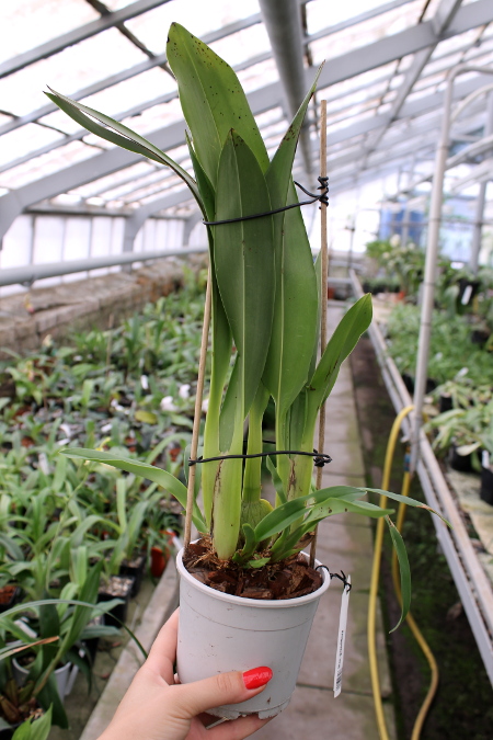 Maxillaria grandiflora.JPG