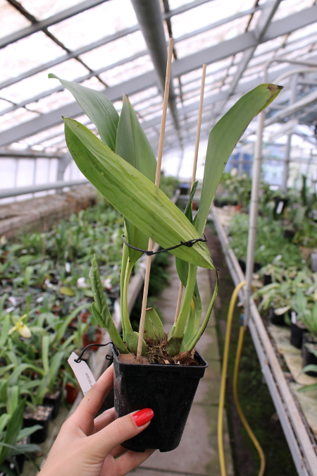 Maxillaria platypetala.JPG
