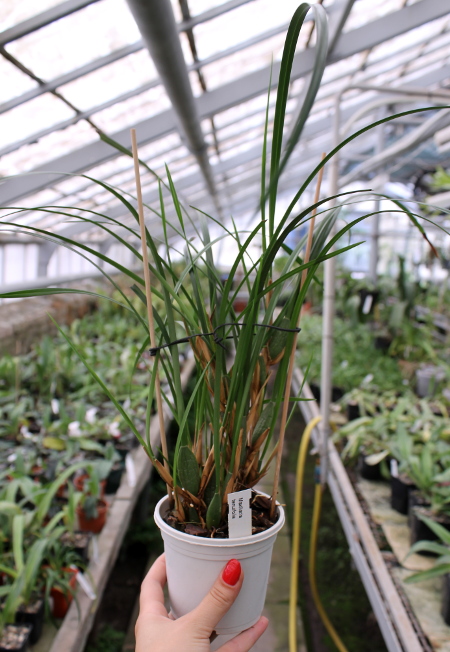 Maxillaria tenuifolia.JPG