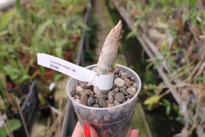 Cycnoches cooperi.JPG