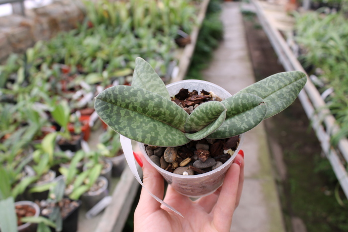 Paphiopedilum venustum.JPG