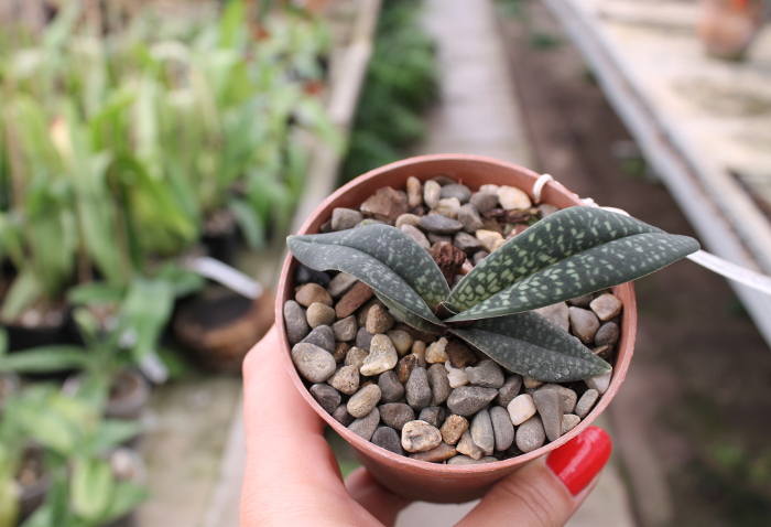 Paphiopedilum micranthum var. eburneum.JPG