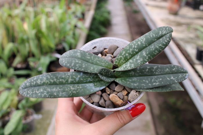 Paphiopedilum godefroyae.JPG