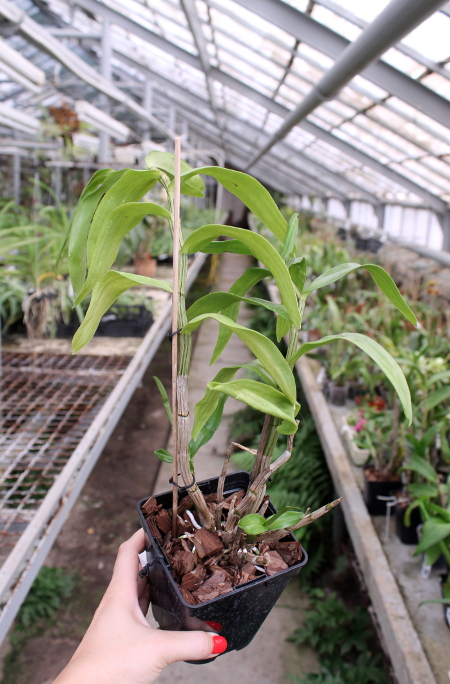 Dendrobium Dawn Marie.JPG