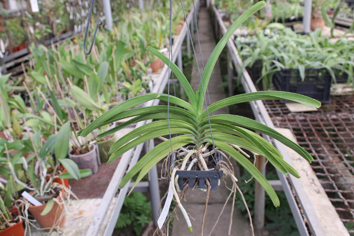 Rhynchostylis coelestis alba.JPG