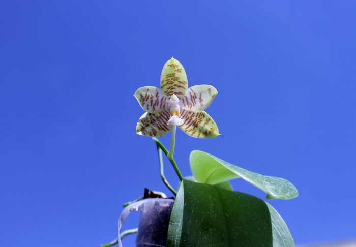 Phalaenopsis Chienlung Mosaics (Yaphon Sir x hieroglyphica).JPG