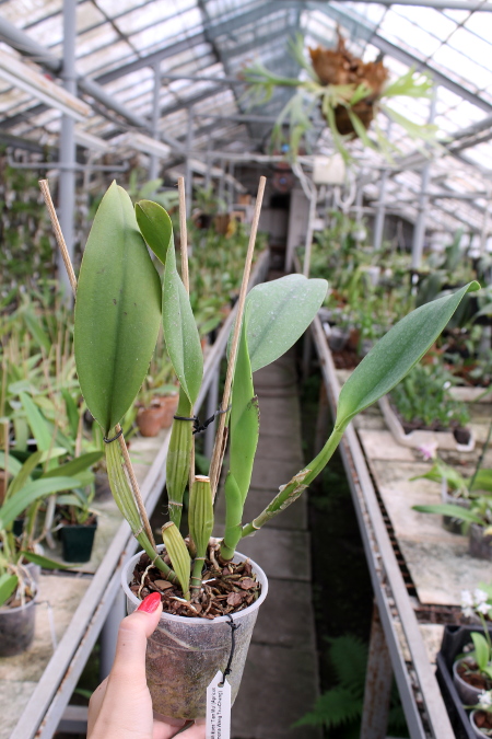 Potinara Spanish Eyes 'Tian Mu' (Apricot Flare x Memoria Wang Tzu-Chang).JPG