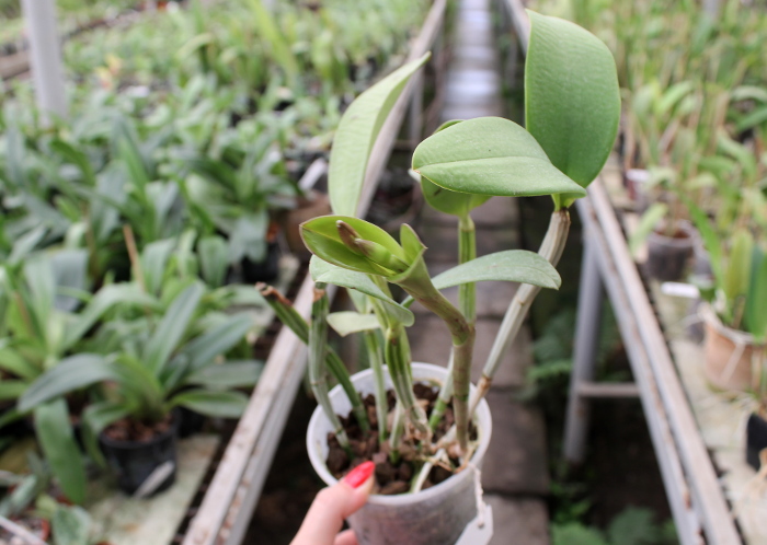 Cattleya violacea.JPG