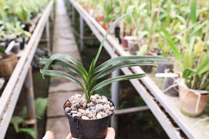 Angraecum viguieri.jpg