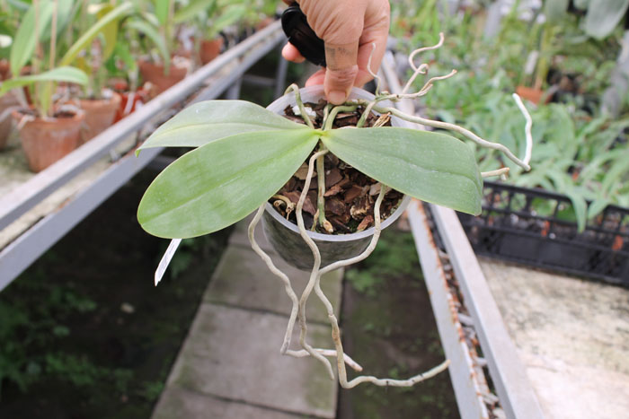 Phalaenopsis amboinensis red spot type.jpg