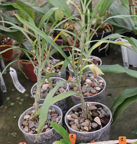 Galeandra baueri.jpg