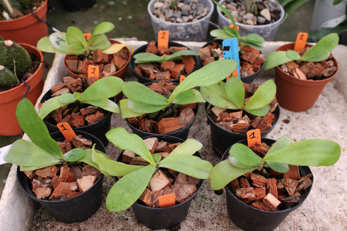 Aerangis kotschyana.jpg