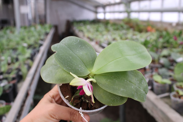 Phalaenopsis KS Happy Eagle 'LD' x Phalaenopsis bellina 'LD'.jpg