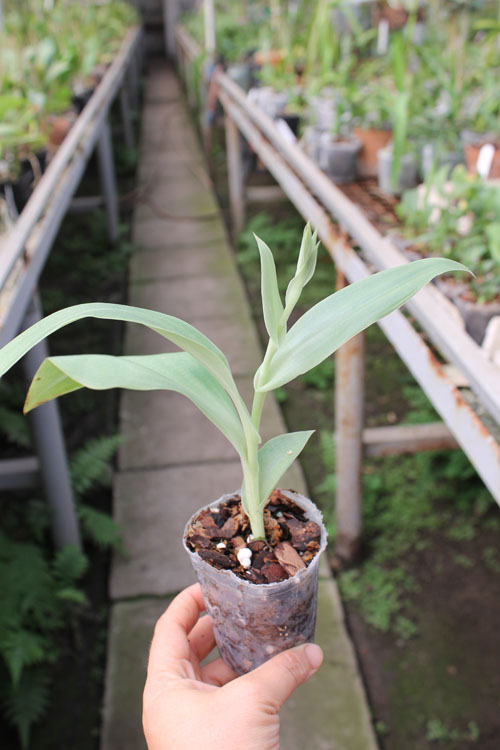 Habenaria medusa.jpg