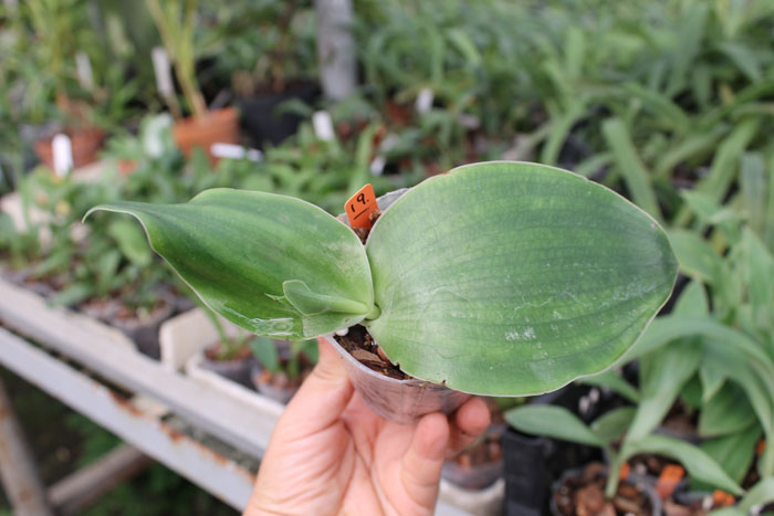 Habenaria sagarikii.jpg