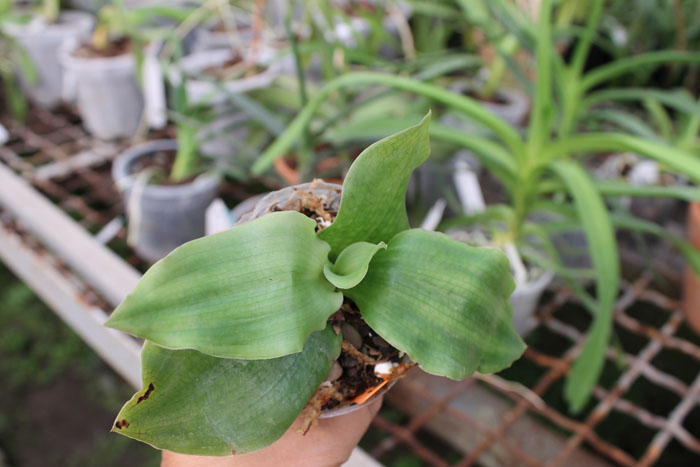 Habenaria lindleyana.jpg