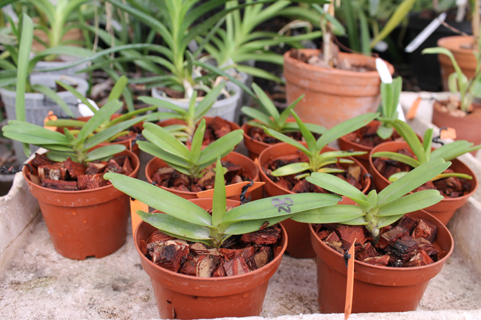 Renanthera imschootiana.jpg