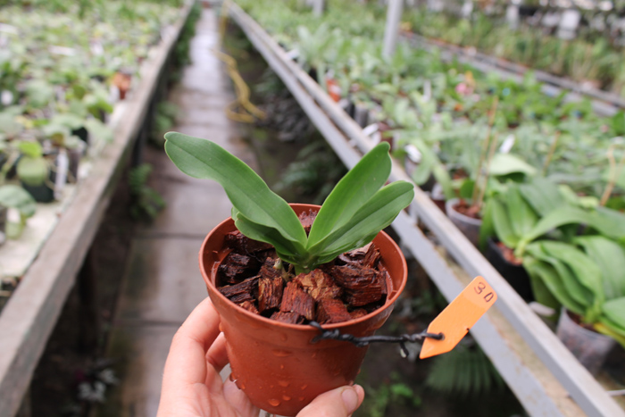 Sobennikoffia robusta.jpg