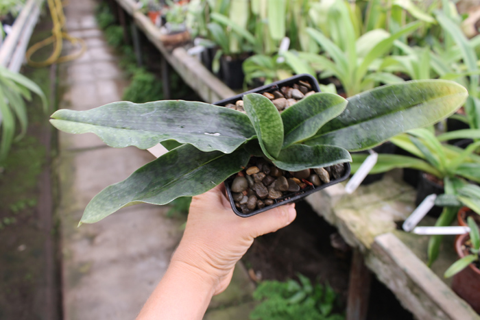 Paphiopedilum Shun-Fa Golden (hangianum x malipoense).jpg