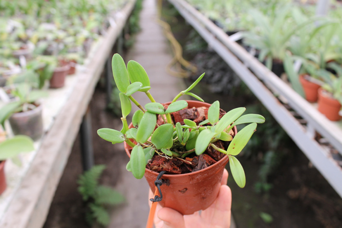 Dendrobium quadrangulare.jpg