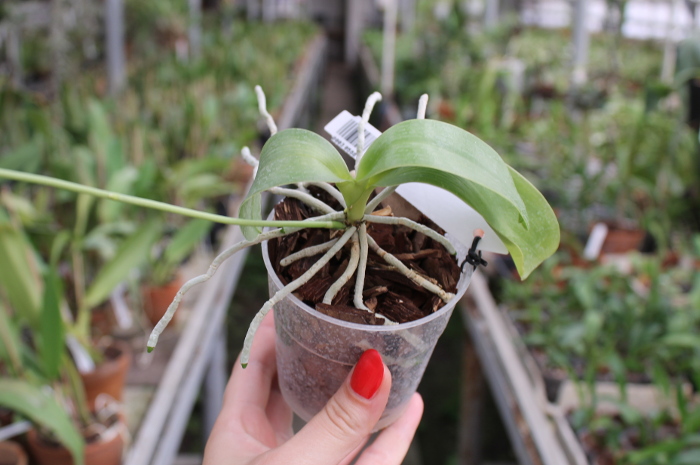 Phalaenopsis pulchra1.JPG