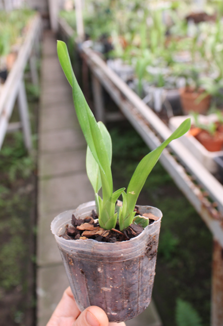 Cuitlauzina pendulum.jpg